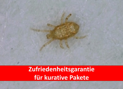 Kleine Milbe Mikroskopaufnahme mit Banner Zufriedenheitsgarantie für kurative Pakete Mikroskop