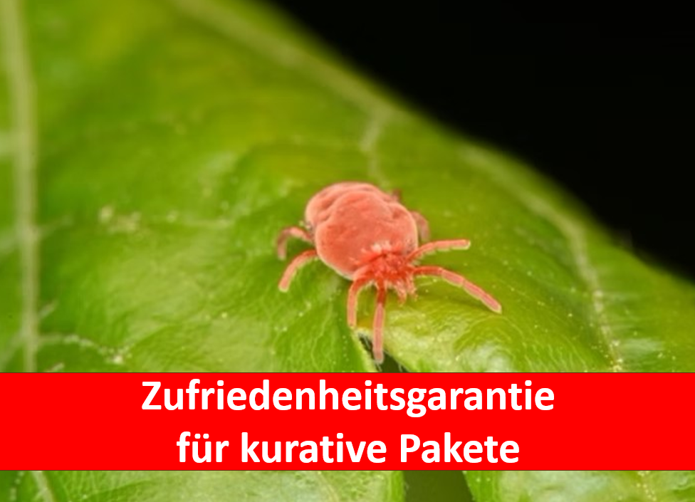 Kleine Milbe mit Banner - Zufriedenheitsgarantie für kurative Pakete