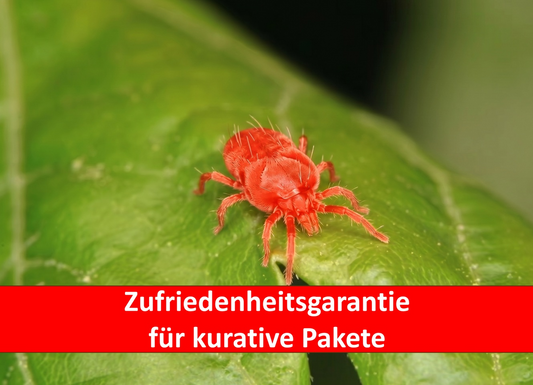 Kleine Milbe mit Banner - Zufriedenheitsgarantie für kurative Pakete