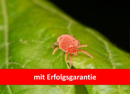 Trombiculaphagus gegen Grasmilben - mit Erfolgsgarantie